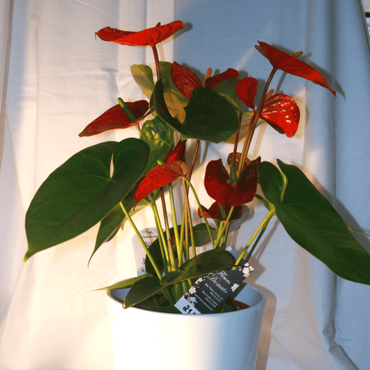 Anthurium rouge