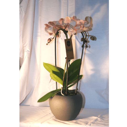 Orchidée Phalaenopsis Cascade Rose
