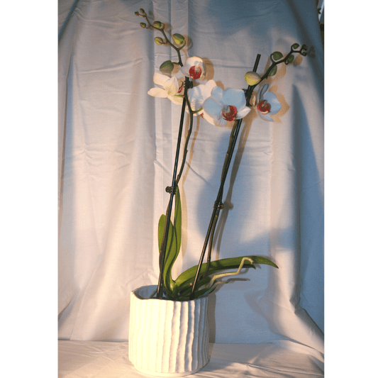 Orchidée Blanche