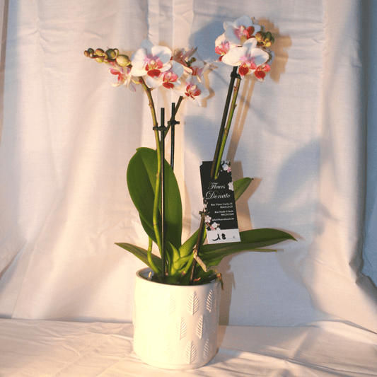 Orchidée blanc rose