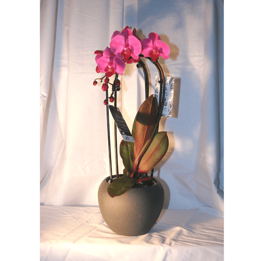 Orchidée Phalaenopsis Cascade Rose