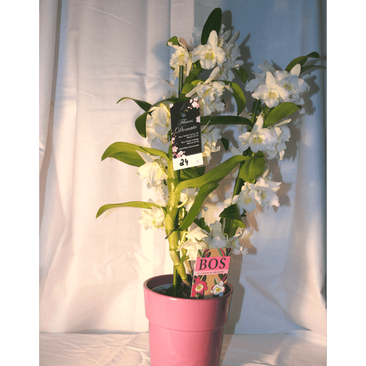 Orchidée Denbrodium
