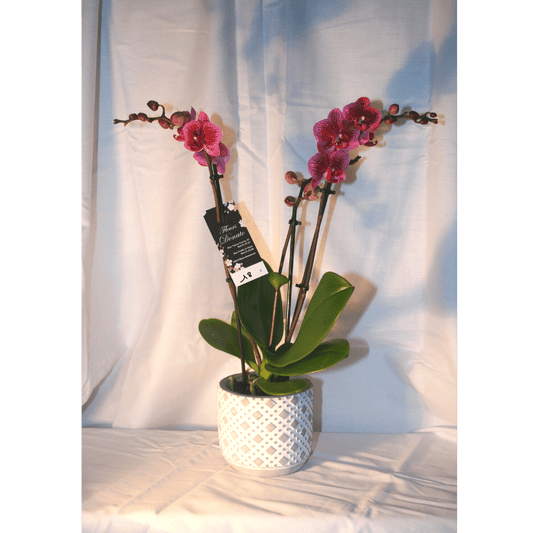 Orchidées Phalaenopsis 3 Branches Roses