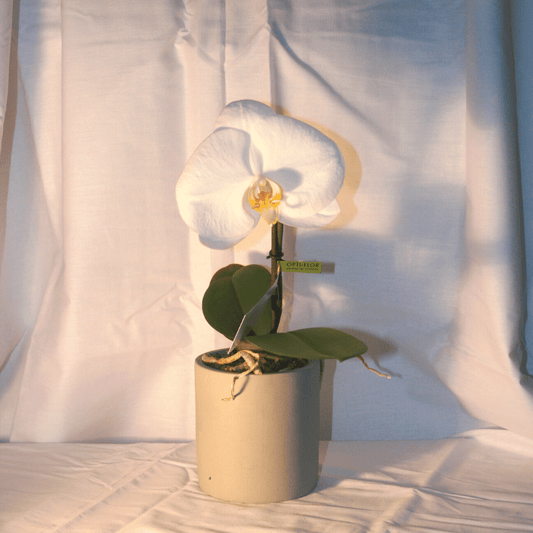 Orchidée Phalaenopsis Blanche