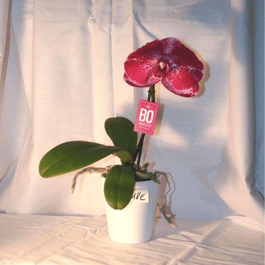 Orchidée Phalaenopsis