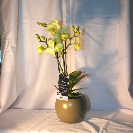 Orchidée Phalaenopsis Jaune