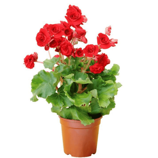 Bégonia Rouge