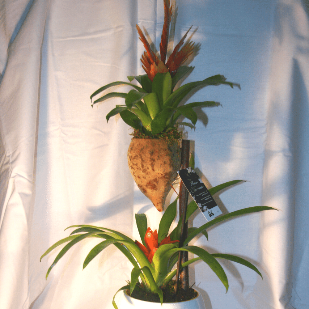 Coupe de Bromélia