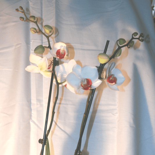 Orchidée Blanche