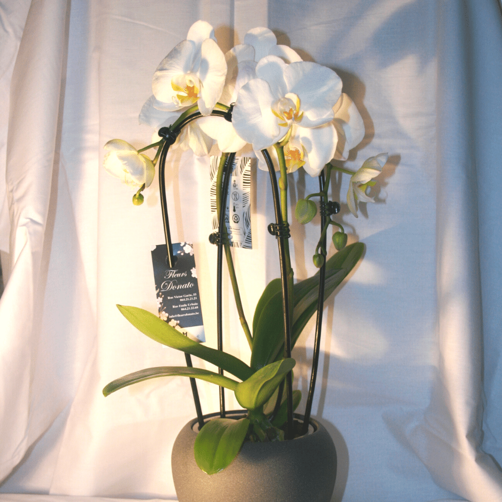 Orchidée Phalaenopsis Cascade Blanche