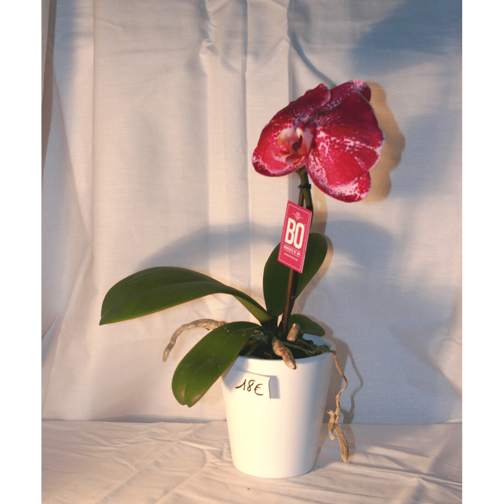 Orchidée Phalaenopsis