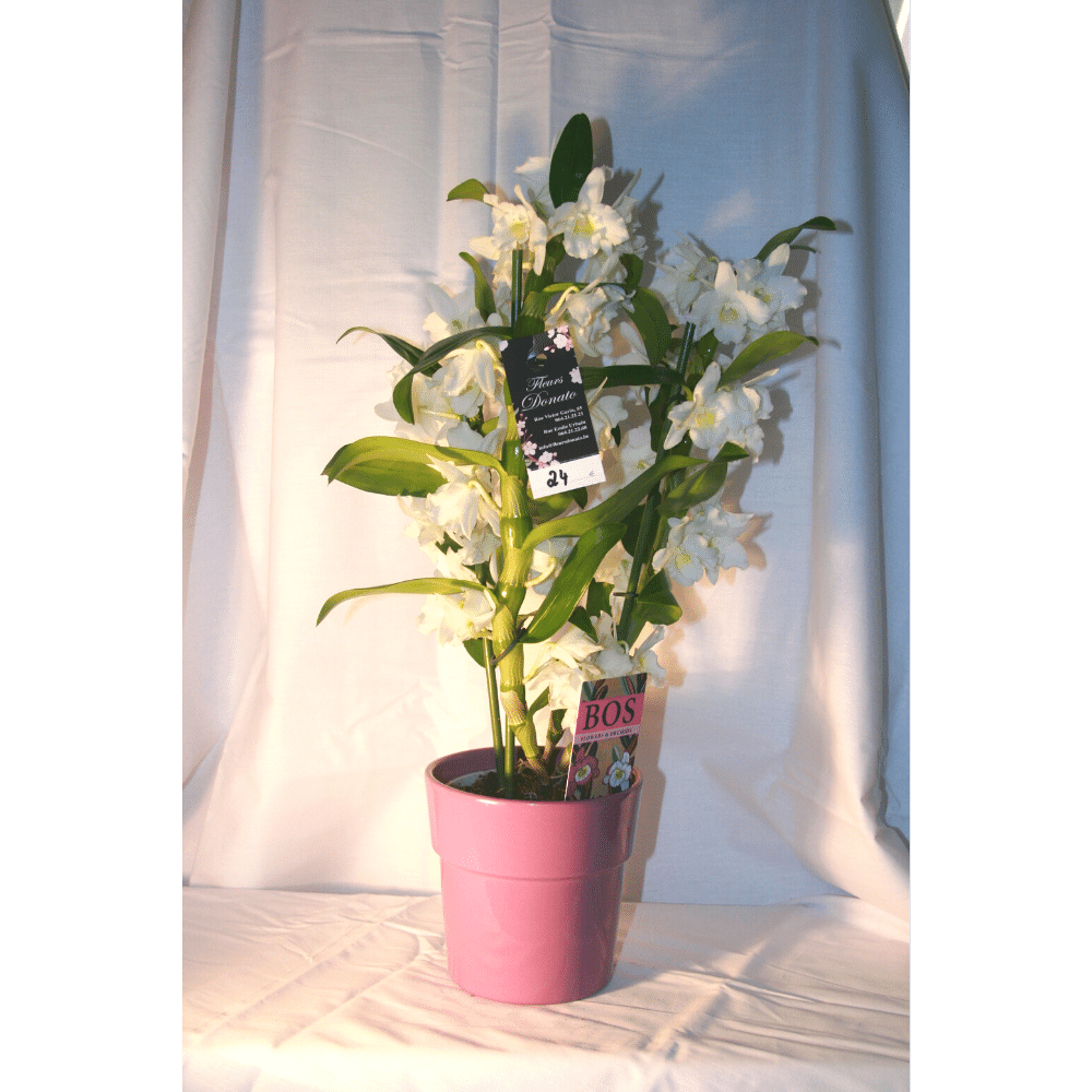 Orchidée Denbrodium