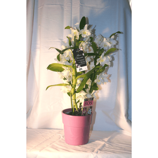 Orchidée Denbrodium
