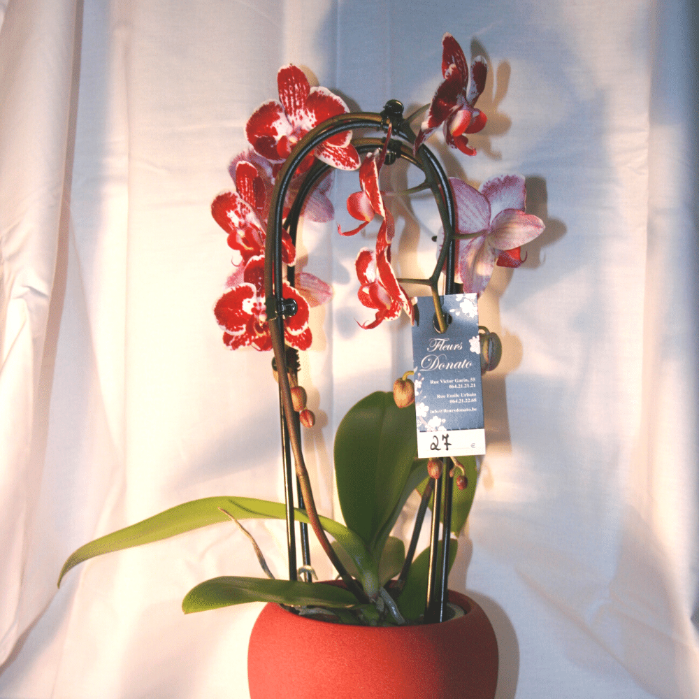 Orchidée Phalaenopsis Cascade Rouge