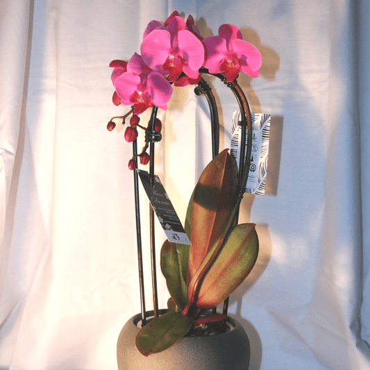 Orchidée Phalaenopsis Cascade Rose