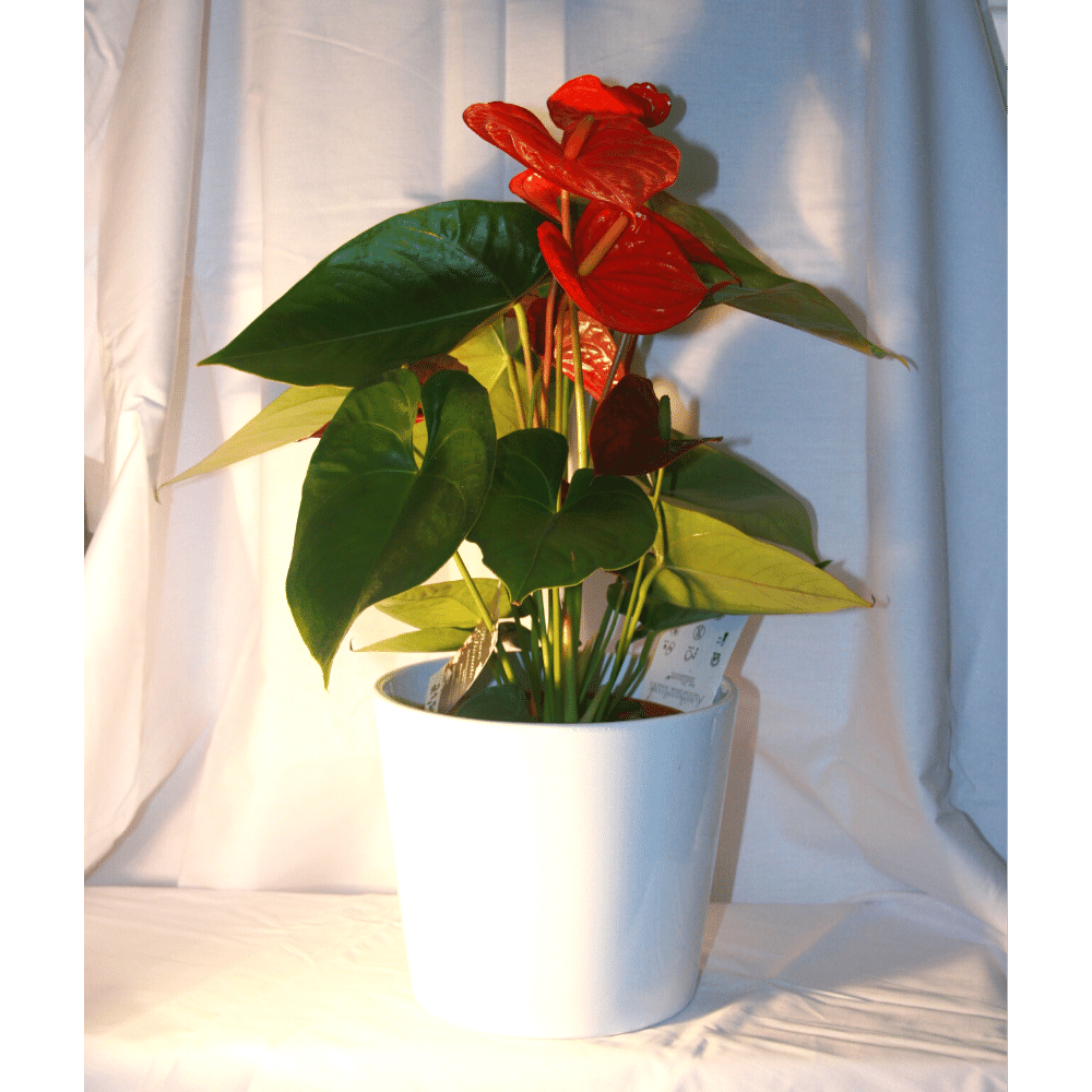 Anthurium rouge