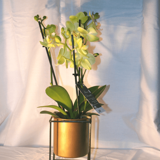 Orchidées 3 Branches Phalaenopsis