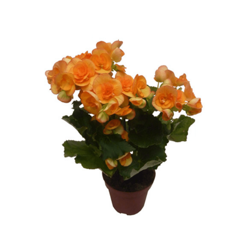 Bégonia Orange