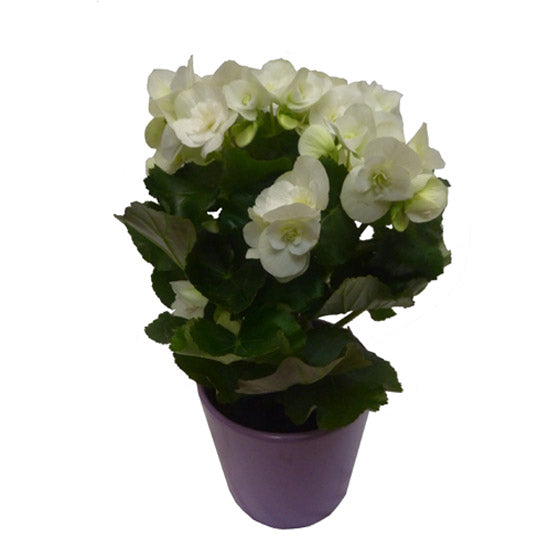 Bégonia Blanche