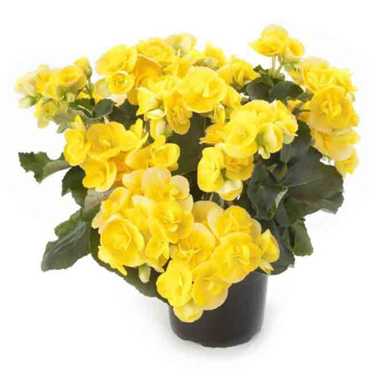 Bégonia Jaune