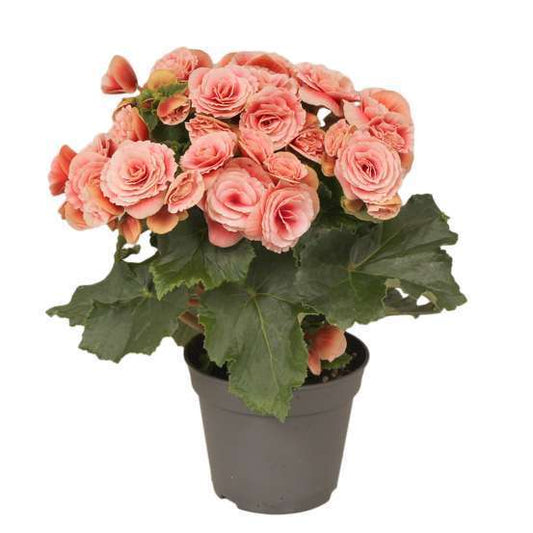 Bégonia Rose