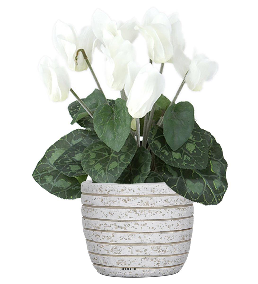 Cyclamen Blanche