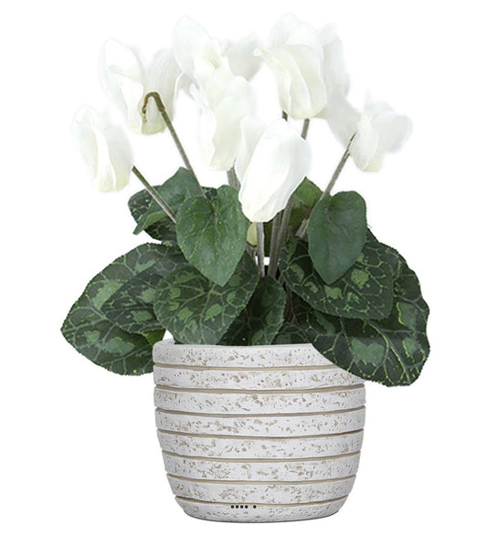 Cyclamen Blanche