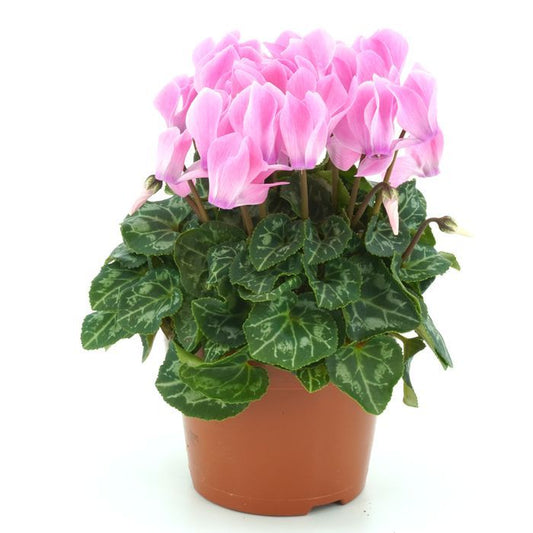 Cyclamen Rose
