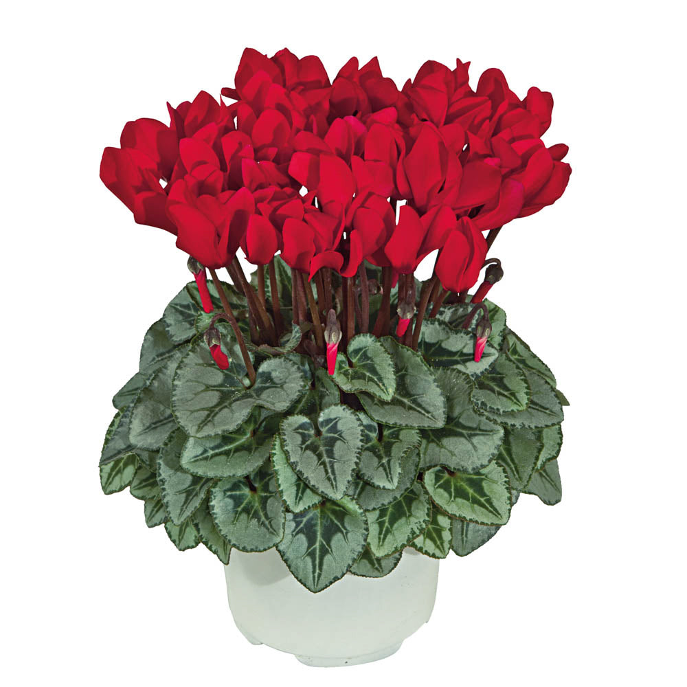 Cyclamen Rouge