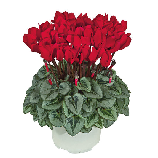 Cyclamen Rouge