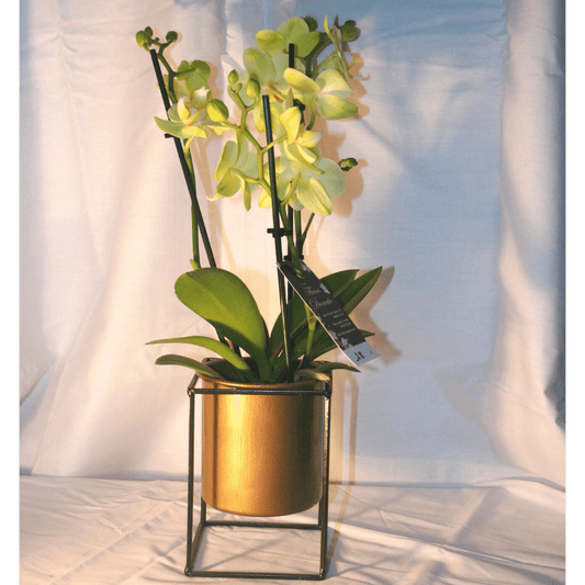Orchidées 3 Branches Phalaenopsis