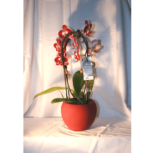 Orchidée Phalaenopsis Cascade Rouge