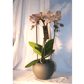 Orchidée Phalaenopsis Cascade Rose