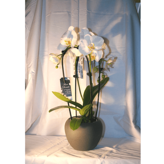 Orchidée Phalaenopsis Cascade Blanche