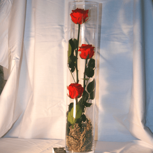 Roses Éternelles (grand format)
