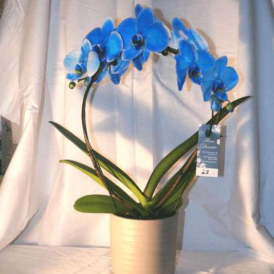 Orchidée Phalaenopsis Cascade Bleue