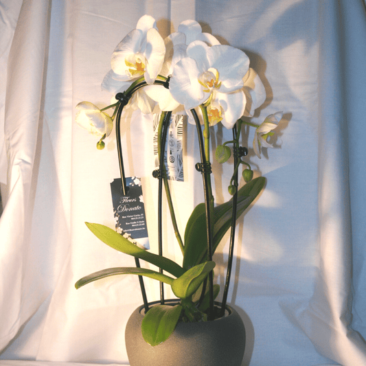 Orchidée Phalaenopsis Cascade Blanche