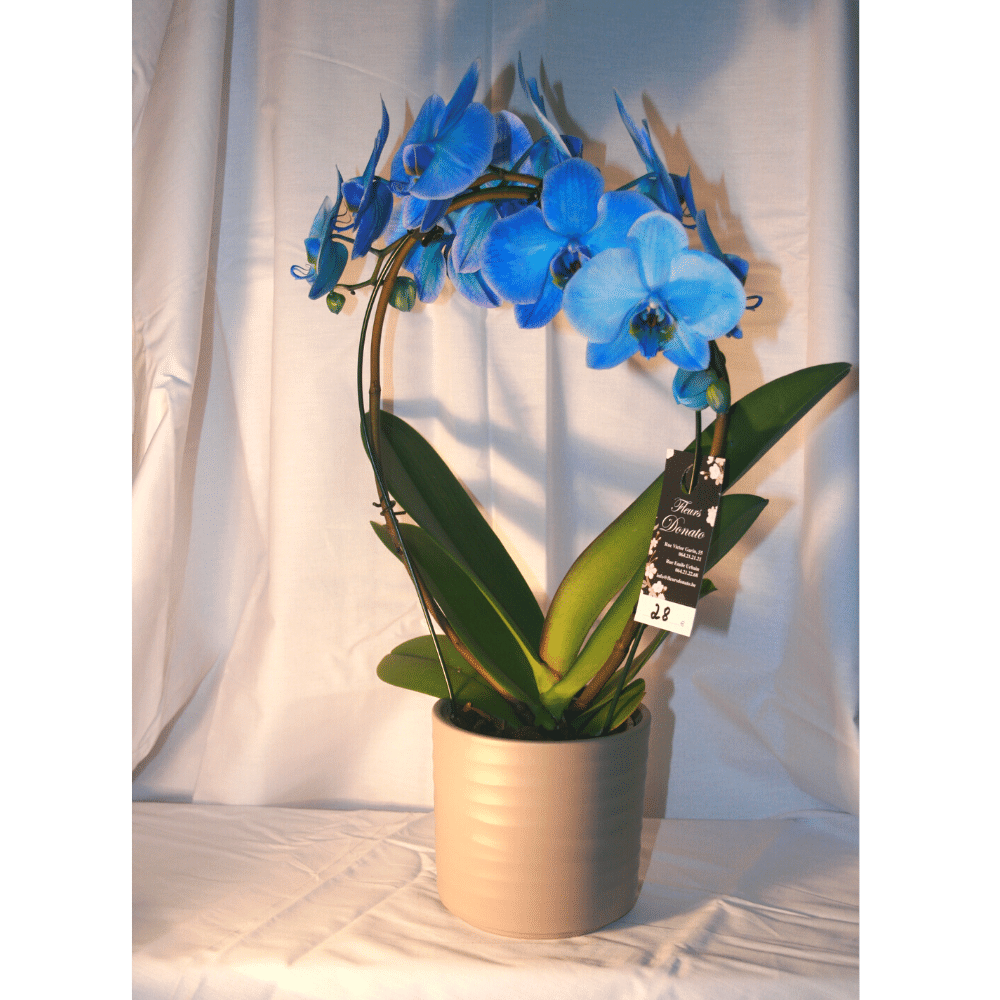 Orchidée Phalaenopsis Cascade Bleue