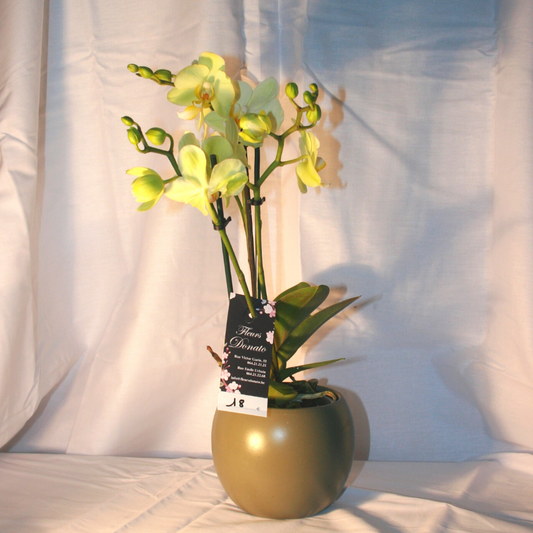 Orchidée Phalaenopsis Jaune
