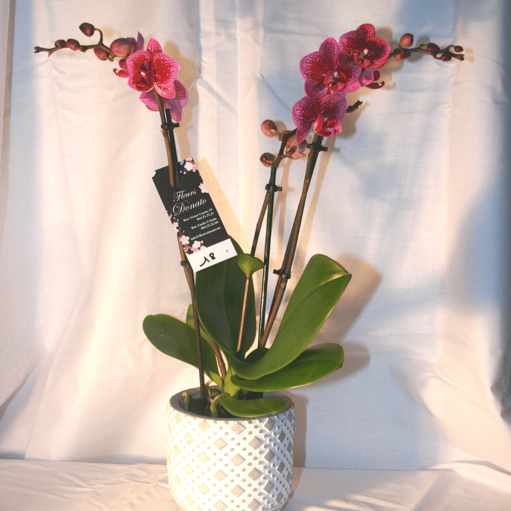 Orchidées Phalaenopsis 3 Branches Roses