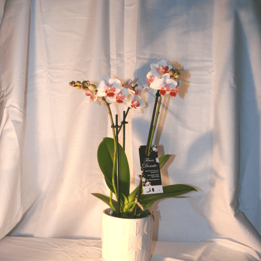 Orchidée blanc rose