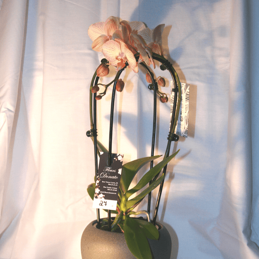Orchidée Phalaenopsis Cascade Rose
