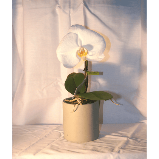 Orchidée Phalaenopsis Blanche