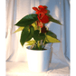 Anthurium rouge