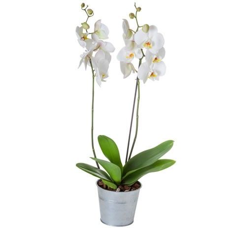 Orchidées Blanches